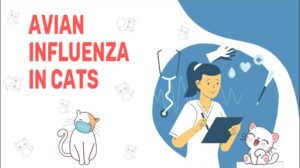 Avian Influenza In Cats
