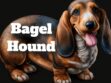 Bagel Hound Breed Guide