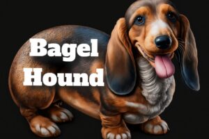 Bagel Hound Breed Guide