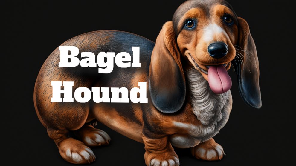 Bagel Hound Breed Guide