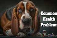 Basset Hound Health Issues