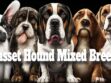 Basset Hound Mixed Breeds