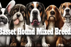 Basset Hound Mixed Breeds