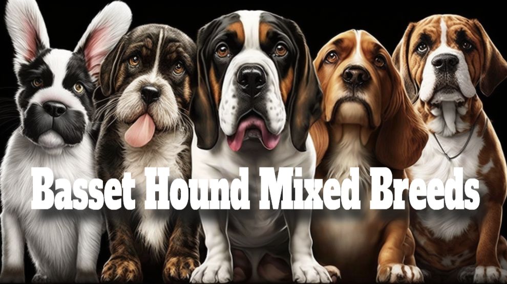 Basset Hound Mixed Breeds