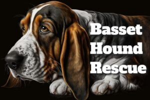 Basset Hound Rescue