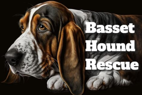 37 Basset Hound Mixed Breeds - Petmoo