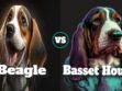 Beagle vs Basset Hound