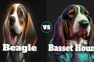 Beagle vs Basset Hound