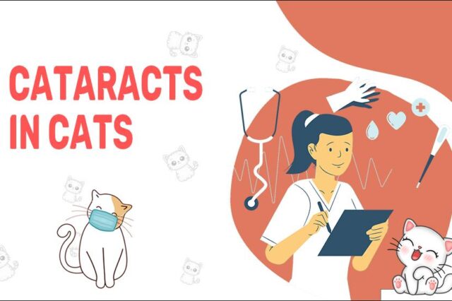 Cataracts In Cats