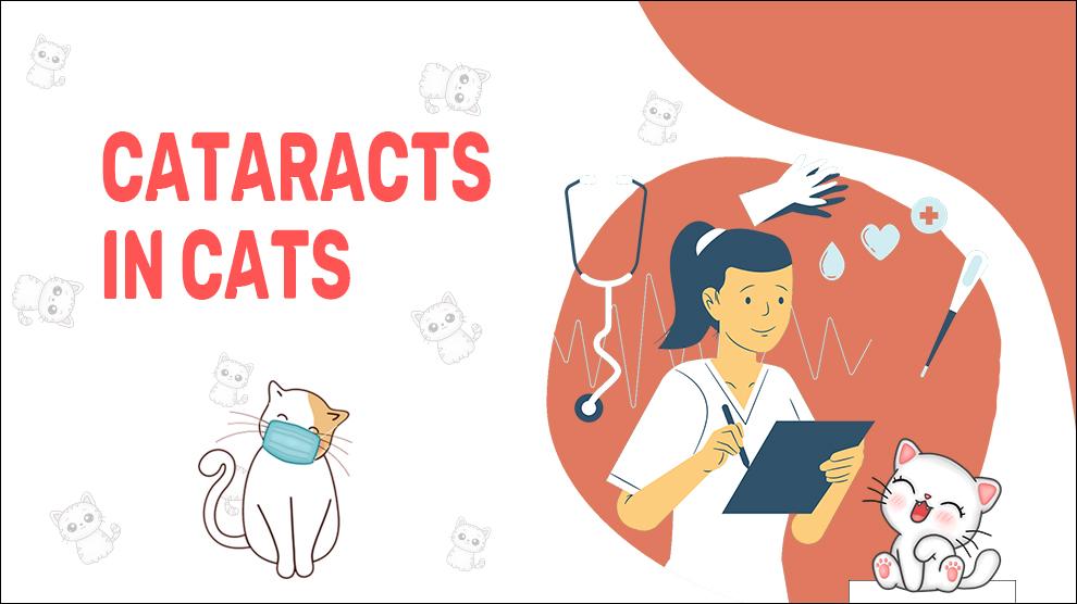 Cataracts In Cats