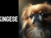 Pekingese