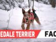 Airedale Terrier FAQs