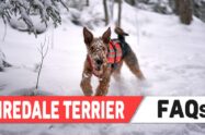 Airedale Terrier FAQs