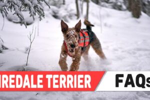 Airedale Terrier FAQs