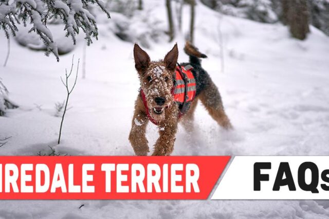 Airedale Terrier FAQs