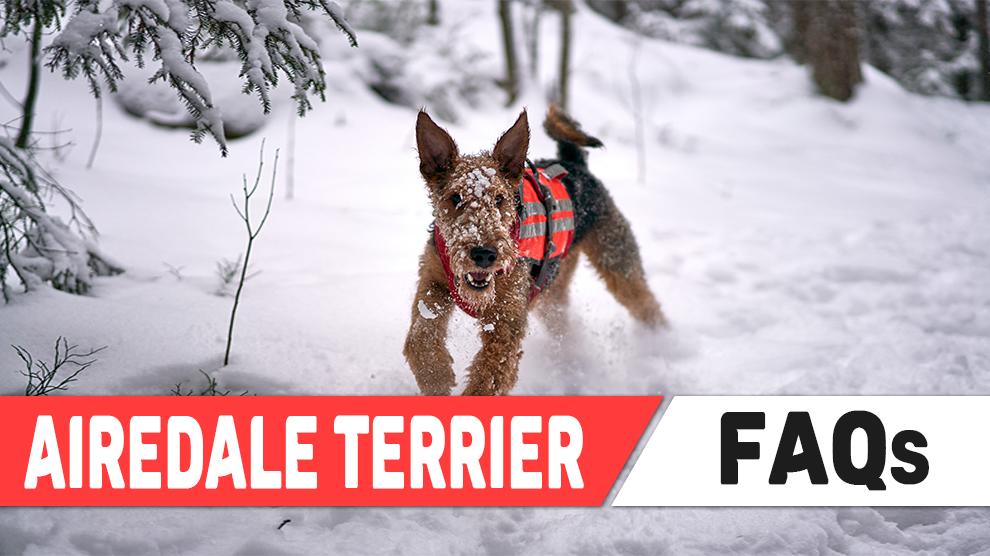 Airedale Terrier FAQs