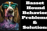 Basset Hound Behavior Problems and Solutions