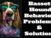 Basset Hound Behavior Problems and Solutions