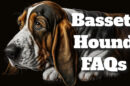 Basset Hound FAQs