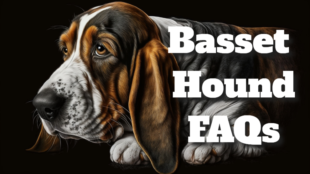 Basset Hound FAQs