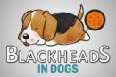 Blackheads In Dogs