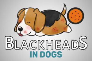 Blackheads In Dogs