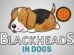 Blackheads In Dogs