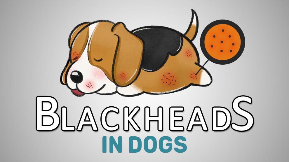 Blackheads In Dogs