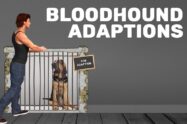Bloodhound Adaptions