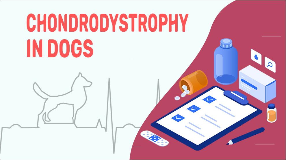 Chondrodystrophy In Dogs