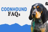 Coonhound FAQs