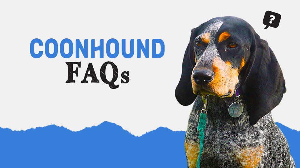 are bluetick coonhounds intelligent dogs