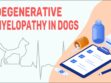Degenerative Myelopathy In Dogs