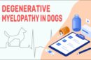 Degenerative Myelopathy In Dogs