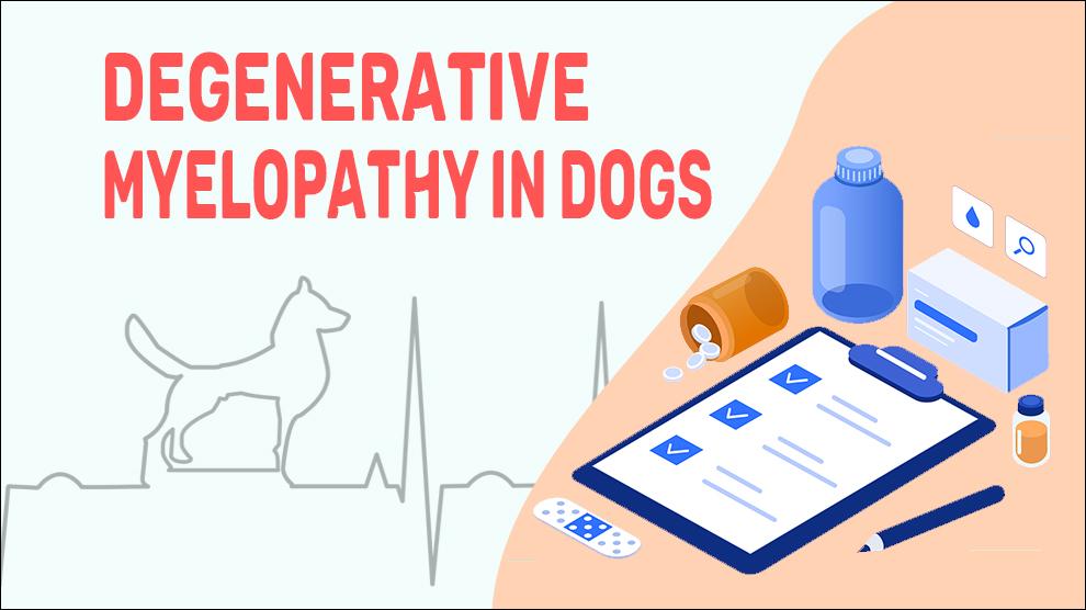 Degenerative Myelopathy In Dogs