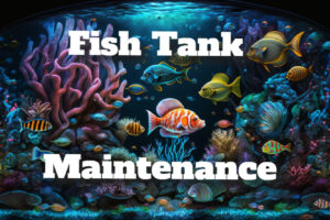 Fish Tank Maintenance