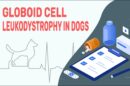 Globoid Cell Leukodystrophy In Dogs