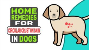 Home Remedies For Circular Crust On Skin In Dogs