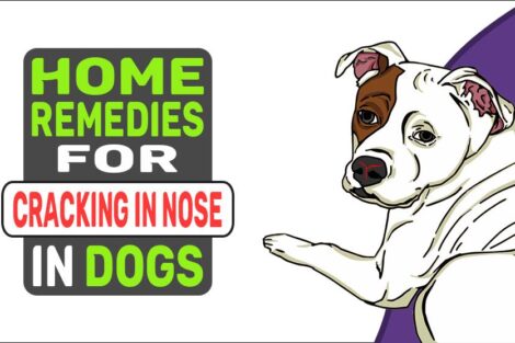 Home Remedies For Cracking In Nose In Dogs