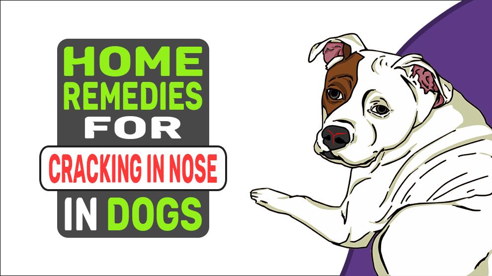 Home Remedies For Cracking In Nose In Dogs