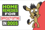 Home Remedies For Difficulty Sitting In Dogs