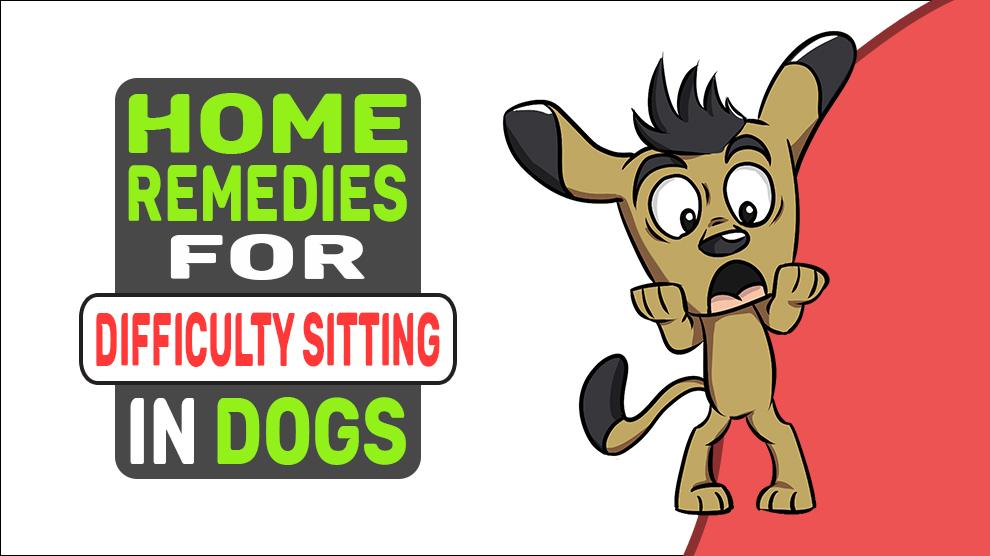 Home Remedies For Difficulty Sitting In Dogs