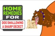 Home Remedies For Dog Swallowing A Sharp Object
