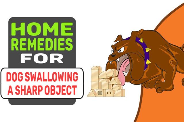 Home Remedies For Dog Swallowing A Sharp Object