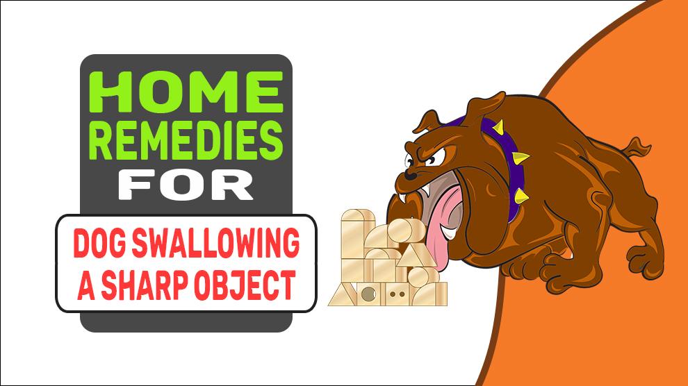 Home Remedies For Dog Swallowing A Sharp Object