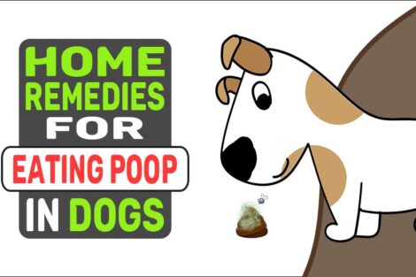 Home Remedies For Eating Poop In Dogs