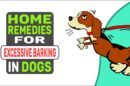 Home Remedies For Excessive Barking In Dogs