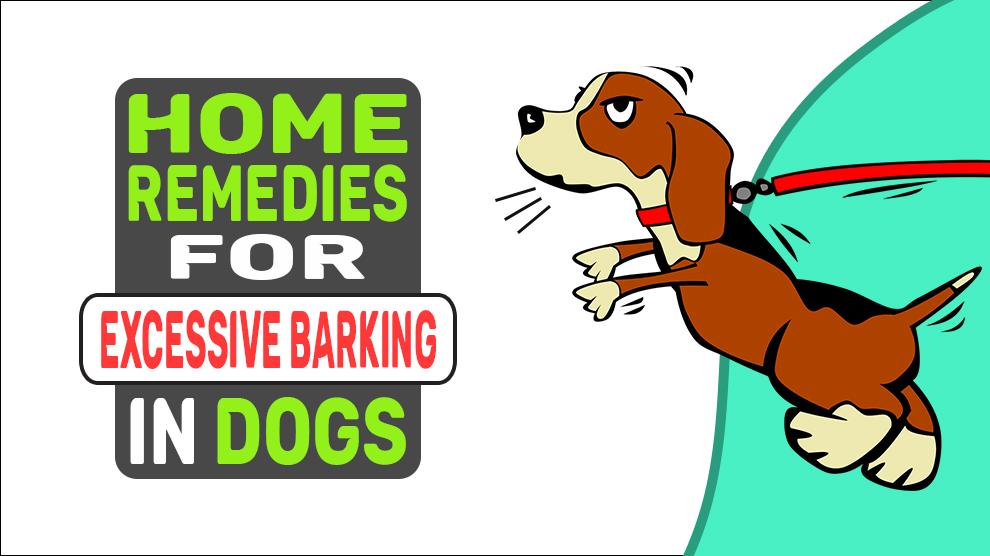 Home Remedies For Excessive Barking In Dogs