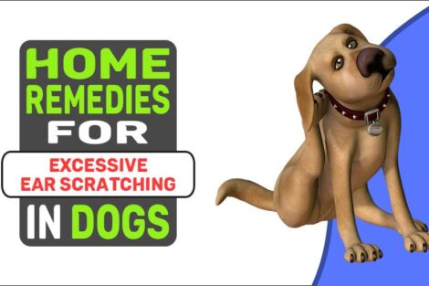 Home Remedies For Excessive Ear Scratching In Dogs