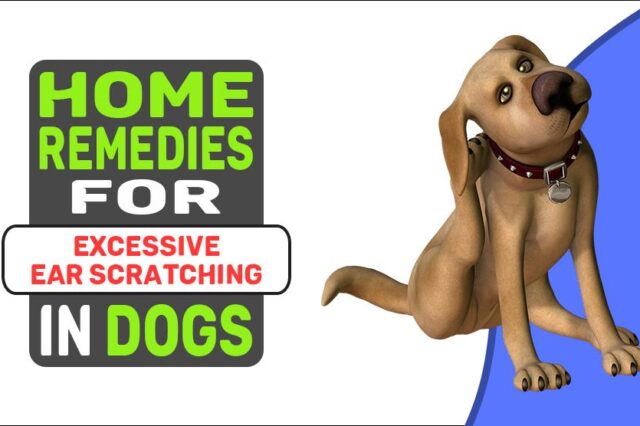 Home Remedies For Excessive Ear Scratching In Dogs